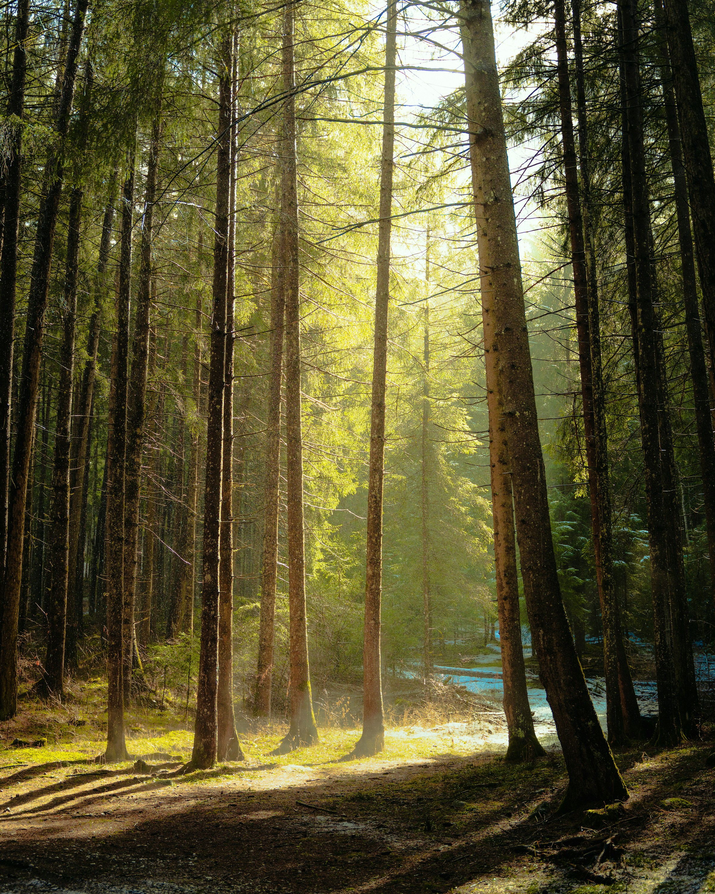 Trentino Morning Light