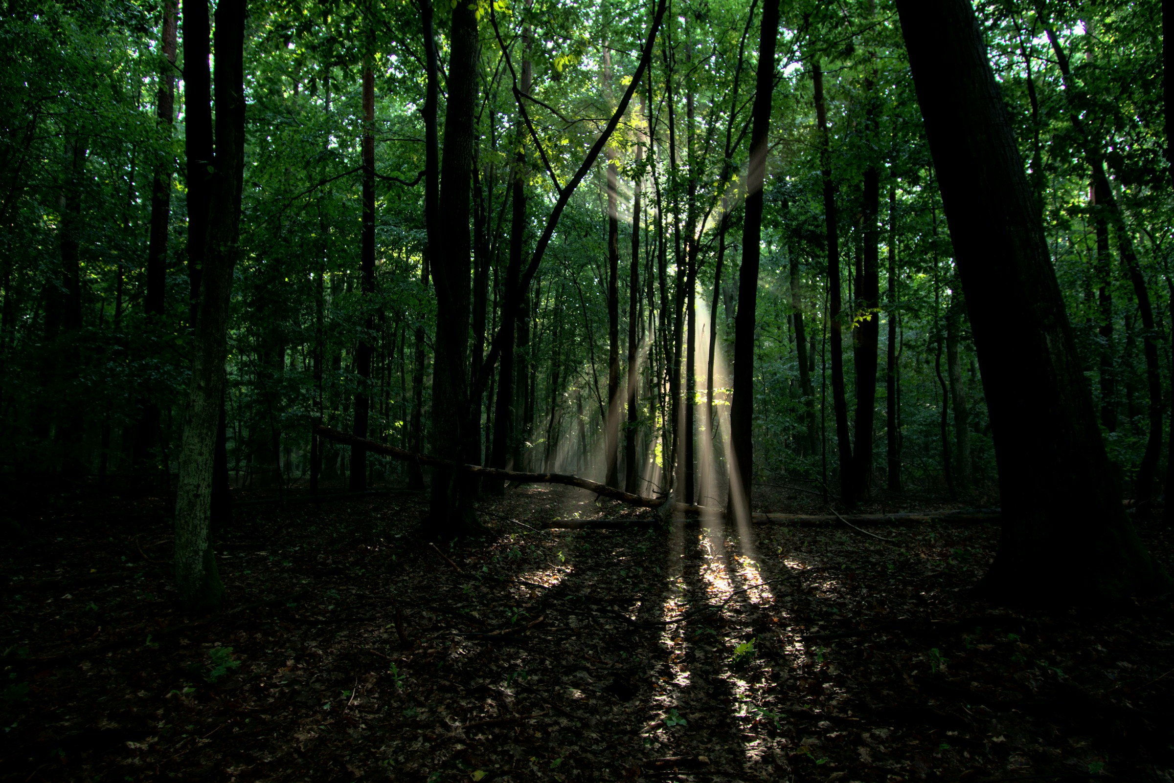 Warsaw Woodland